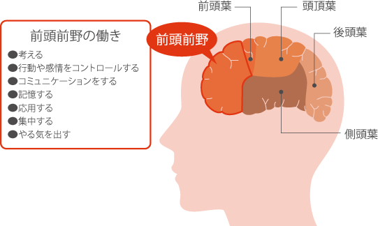 人間らしく生きるためには「前頭前野」が大事｜脳のはなし