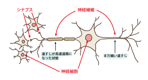 脳の神経回路イメージ写真