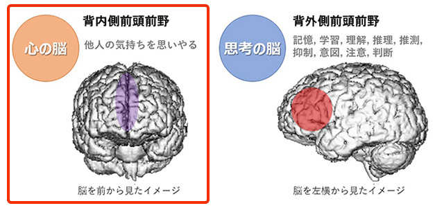 脳の部位画像