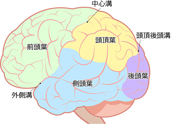 人間の脳イラスト