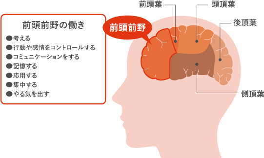 前頭前野の働き説明図