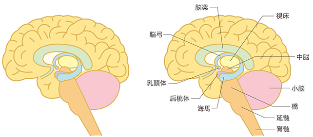 扁桃体