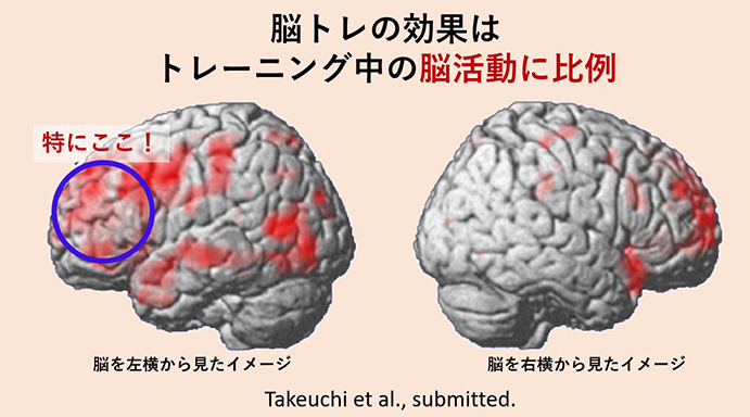 脳トレの効果はトレーニング中の脳活動に比例